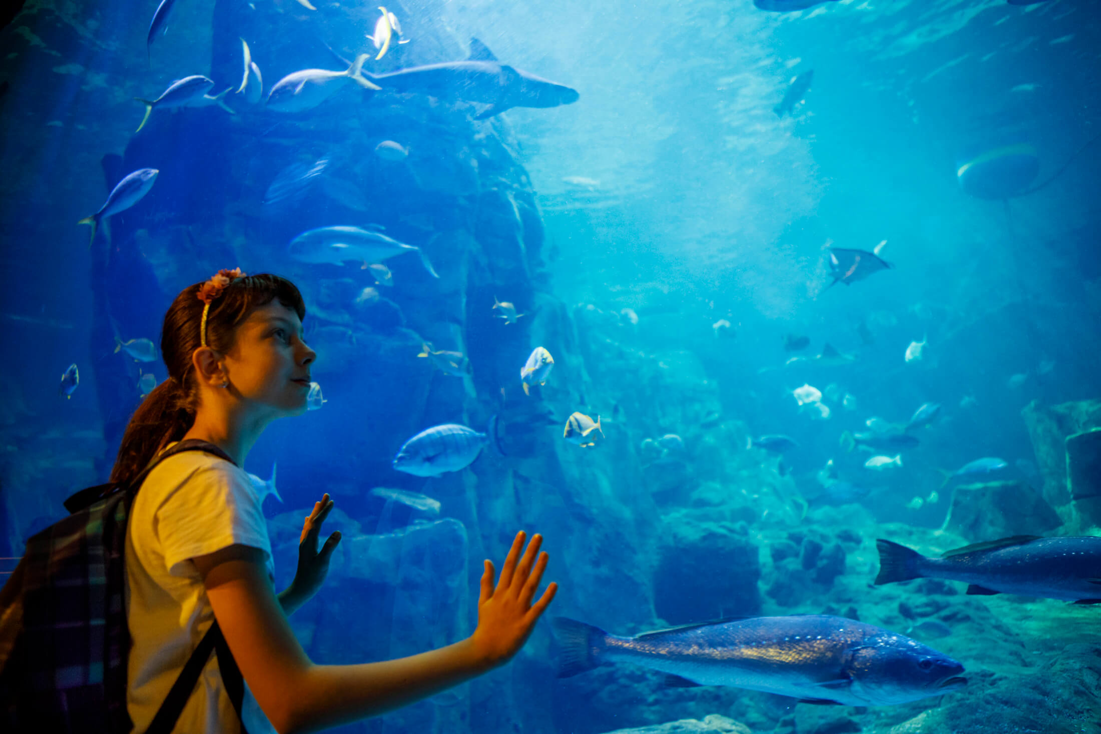 A child looking at fish at the New England Aquarium
